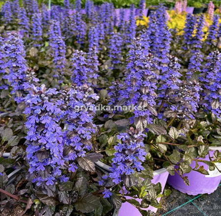 Скриншот 05-12-2024 102144