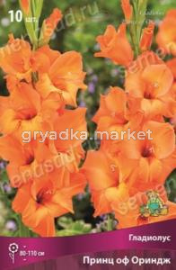 Гладиолус крупноцветковый Принц оф Ориндж 10шт (янтарно-оранжевый со светлыми полосами, 130см) 