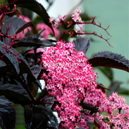 Бузина черная Блэк Бьюти C5 1