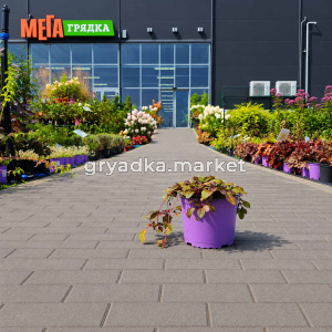 Живучка ползучая Атропурпуреа (ЛФ)