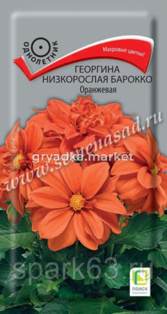 Георгина низкорослая Барокко Оранжевая (ЦВ) (