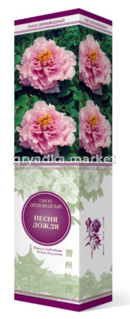 Пион древовидный Песня Дождя (цветки розово-голубого цвета)