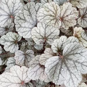 Гейхера гибридная Шугар Фростинг С2 (Питомник Малахит)