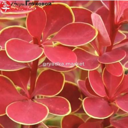 Барбарис Тунберга (Berberis thunbergii) Оранж Санрайс С3 СП-23