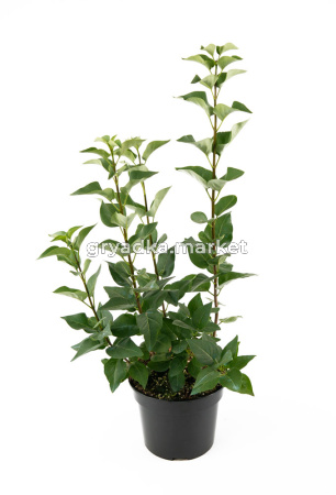 ao4br8jal9c44iefenekpaihnoe46ue1