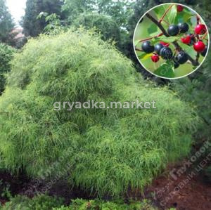 Крушина ломкая 60-80 С10 ГлХ