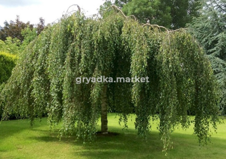 Береза повислая Юнги