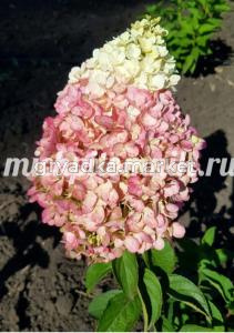 Гортензия метельчатая Пинки Промис (Питомник Грезневых)