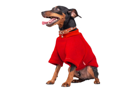 Толстовка р-р L спинка 28-30 об.гр.46-50 красный-Трезор