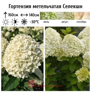 Гортензия метельчатая Селекшн С3 СП (белые потом роз)